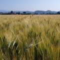 Wheat spikelet