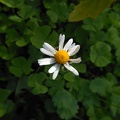 Daisy flower photo