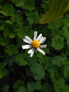 Daisy flower photo