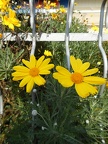 Yellow plants in garden,yellow flower with yellow center