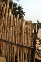 Bamboo in Africa