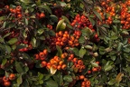 Plant with orange berries in autumn