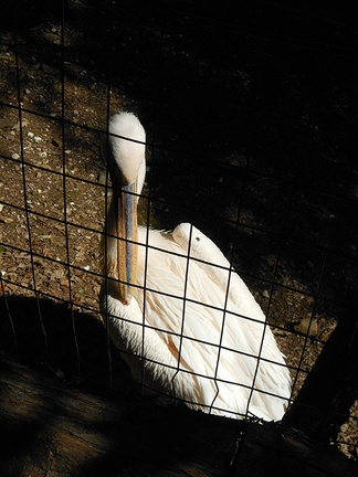 The bird pelican,the great white pelican