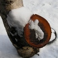 Snow on a tree trunk