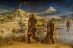 Lucy australopithecus man