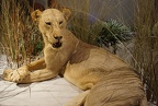 Pics of lioness