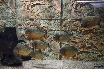 Aquarium piranha fish