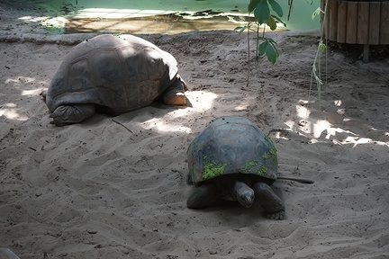 Giant tortoise habitat,giant turtle Galapagos
