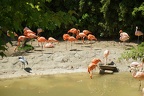 Real pink flamingos