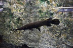 Spatula gar,black garfish