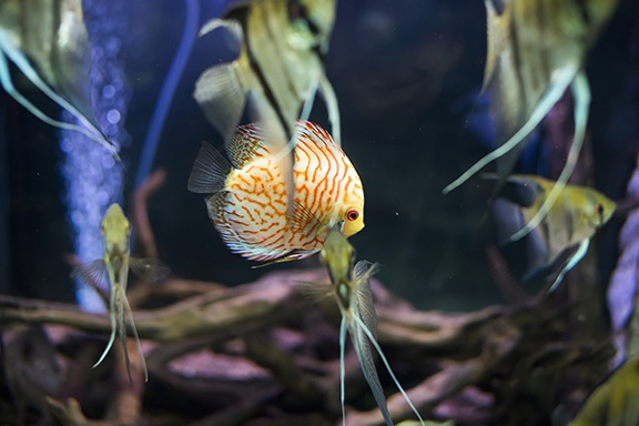 Symphysodon haraldi,beautiful discus fish