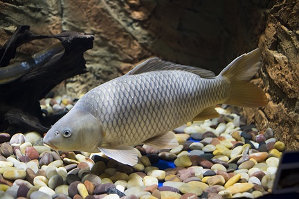 The carp fish,white carp