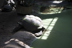The giant turtle,giant Galapagos turtle