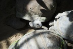 Turtles of Galapagos,tortoise giant