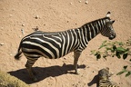 Wild animals zebra, South african zebra