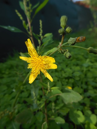 Dandelion blossom,yellow flower dandelion