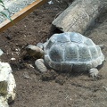 Land tortoise pet