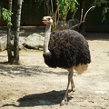 Ostrich bird picture
