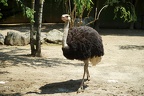 Ostrich bird picture