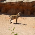 The little zebra,small zebra