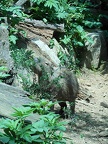Capybara rodent, what eats a capybara?
