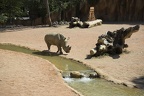 Wild animals rhinoceros, white rhine