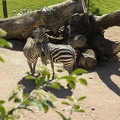 Zebras at the zoo
