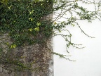 Branches on the wall
