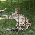 Cheetah in zoo