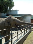 Elephant zoo habitat