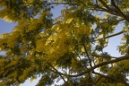 Yellow mimosa plant