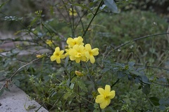 Shrub with yellow flowers and green leaves