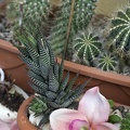 Home cactus plants,succulents in home