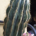 Long cactus plant,a succulent plant