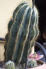 Long cactus plant,a succulent plant