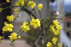 Plant with little yellow flowers