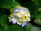 Blue white hydrangea