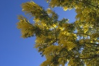 Yellow mimosa plant