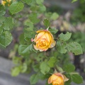 Beautiful yellow rose flowers