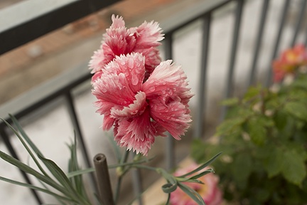 Pale pink carnations