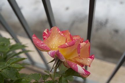 Rose flower with water drops