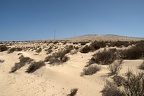 Sand dunes Fuerteventura Corralejo