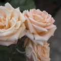 Beautiful peach roses