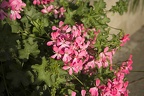 Pelargonium peltatum pink, pink geranium plant