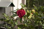Red camellia bush, camellia red flower