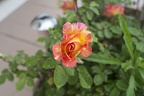 Very beautiful rose flowers