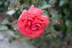 Rose flower pink color