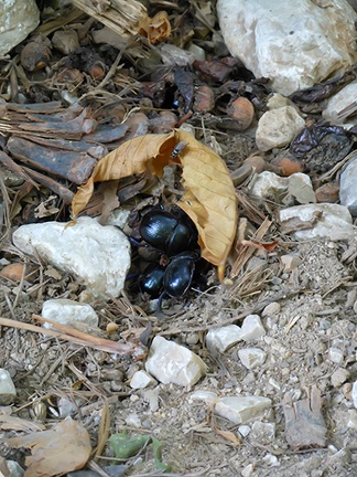 Common dor beetle