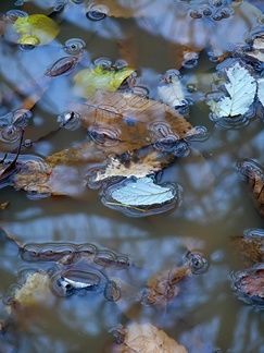 Fall leaves in water