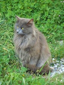 Gray fluffy cat breed